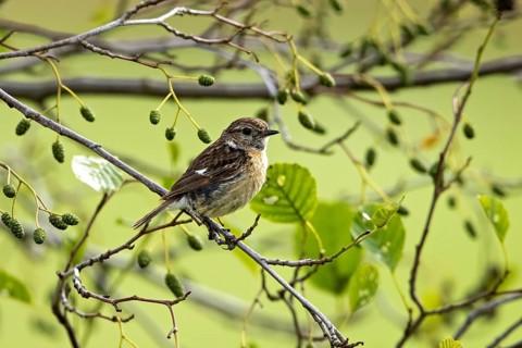 Small bird sitting on a branch with green leaves in a quiet natural environment, A female stonechat