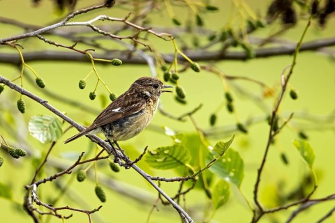 Small bird sitting and singing on a branch, surrounded by green leaves in a peaceful atmosphere, A