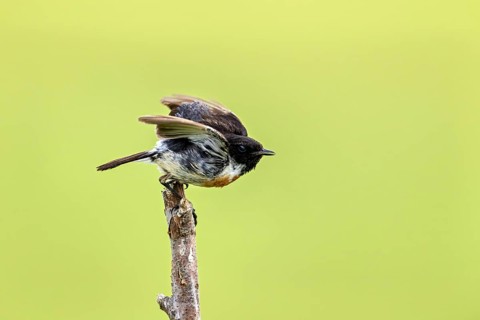 Bird spreading its wings, ready to fly, on a branch against a green background, A male stonechat