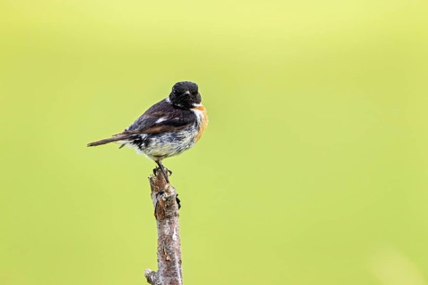 Small bird sitting on a branch in front of a blurred green background, A male stonechat (Saxicola
