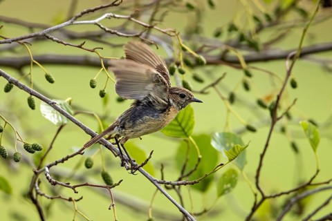 Small bird spreads its wings on a branch with green leaves in a quiet environment, A female