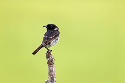 Bird sitting with dorsal view on a branch in front of a green background, A male stonechat