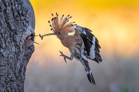 Hoopoe (Upupa epops) Bird of the Year 2022, male with food, prey, foraging, food for the young