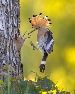 Hoopoe (Upupa epops) Bird of the Year 2022, male with food, prey, foraging, food for the young