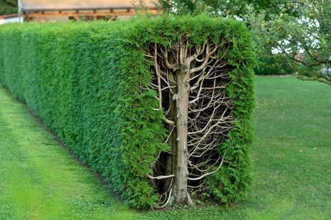 Arborvitae, thujas (Thuja), rectangular hedge, cross-section, tree trunk, branches, twigs and