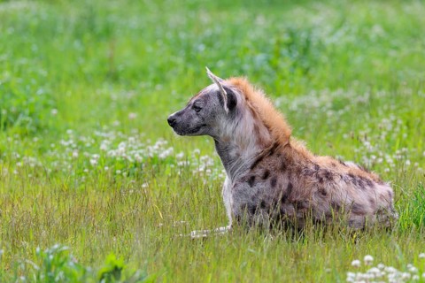 An adult male spotted hyena (Crocuta crocuta) lying in a green meadow, observing something.
