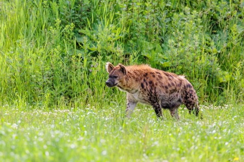 An adult female spotted hyena (Crocuta crocuta) runs across a green meadow. Southern part of Africa