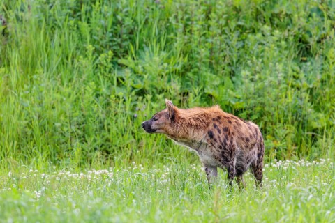 An adult female spotted hyena (Crocuta crocuta) stands in a green meadow. Southern part of Africa