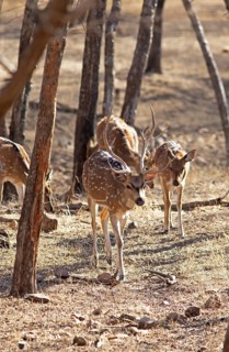 Axis deer or chitals (Axis axis) in the dry forest, Ranthambore National Park, Rajasthan, India