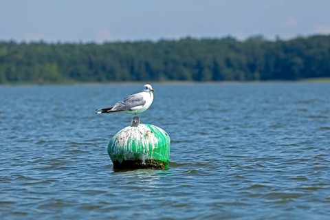 Gull, Mew Gull (Larus canus) sitting on a buoy, Woterfitzsee, Müritz National Park, Mecklenburg