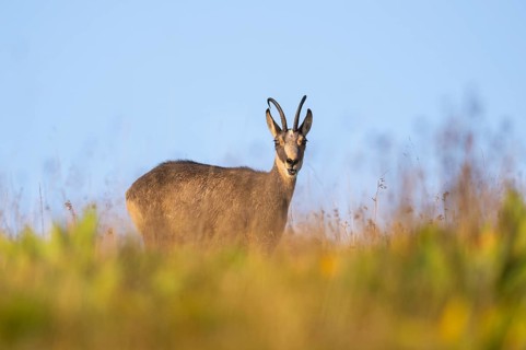 Chamois (Rupicapra rupicapra) on a meadow in the Vosges Mountains, wildlife, France
