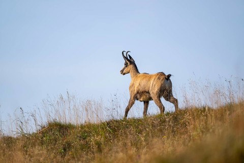 Chamois (Rupicapra rupicapra) on a meadow in the Vosges Mountains, wildlife, France