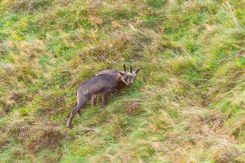 Chamois (Rupicapra rupicapra) youngster on a meadow in the Vosges Mountains, wildlife, France
