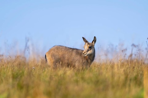 Chamois (Rupicapra rupicapra) youngster on a meadow in the Vosges Mountains, wildlife, France