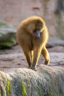 Guinea baboon (Papio papio) walking on the ground, Bavaria, Germany Europe