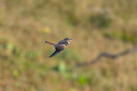 Common kestrel (Falco tinnunculus) flying in the Vosges Mountains, wildlife, France