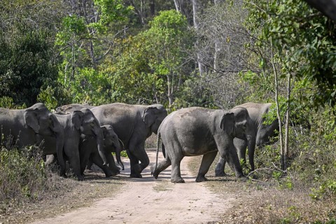 Indian elephants (Elephas maximus indicus), Corbett National Park, near Ramnagar, Uttarakhand