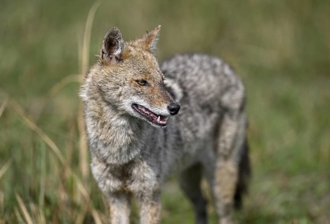 Indian jackal (Canis aureus indicus), Corbett National Park, near Ramnagar, Uttarakhand State,