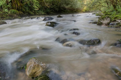 A river flows through a lively forest with smooth rocks that are partially submerged in the water.