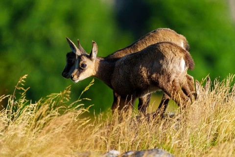 Two young chamois standing on a sunny meadow in front of a green background, chamois, chamois,