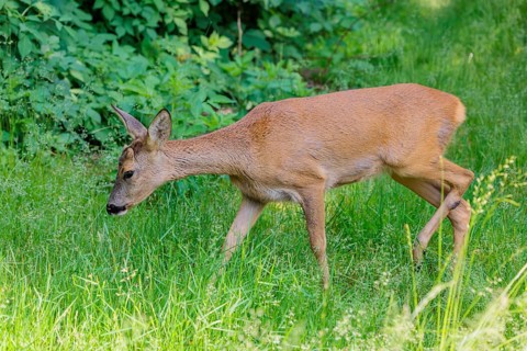 A female roe deer (Capreolus capreolus) crosses a green meadow. Bavaria, Germany