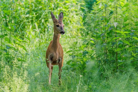 A female roe deer (Capreolus capreolus) crosses a nettle thicket. Bavaria, Germany