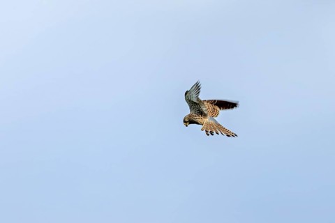 A Common Kestrel soars in the blue sky with outstretched wings, The kestrel (Falco tinnunculus)