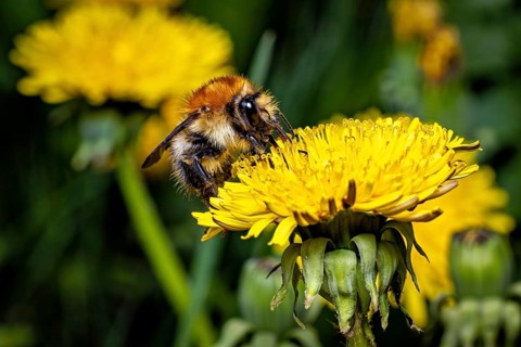 A bee sits on a yellow dandelion flower surrounded by a green background in a spring scene, The