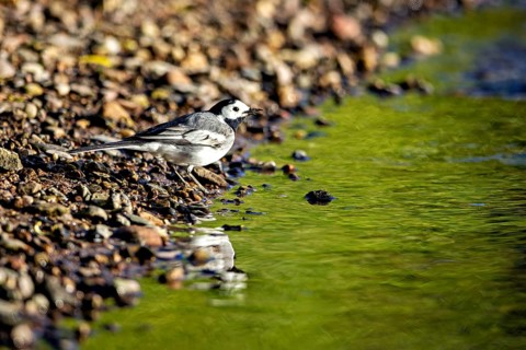 A bird sits on the bank of a body of water reflecting its green surroundings, The white wagtail