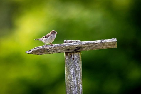 A sparrow sits on a dry branch in front of a blurred green background, The House Sparrow (Passer