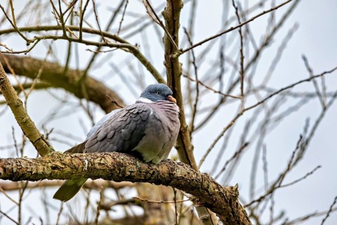A pigeon sits attentively on a branch with intertwined twigs in the background, The wood pigeon
