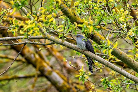 Cuckoo sitting on a branch in a blooming spring landscape, surrounded by green-yellow leaves, The