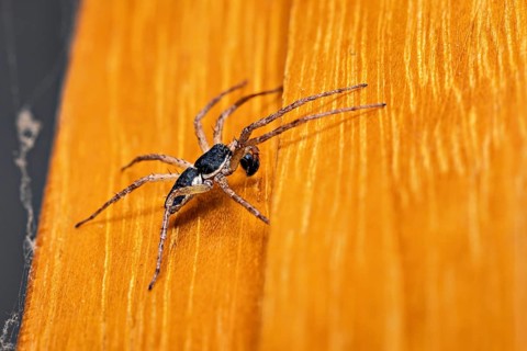 A macro photograph of a black spider on an orange-coloured wooden background, White-edged Flat