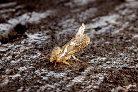 Moth photograph on a rough surface in earthy colours, Common swift (moth) (Pharmacis lupulina)