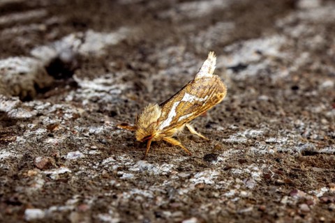 Close-up of a moth on a textured surface with earthy colours, Common swift (moth) (Pharmacis