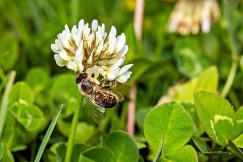 Bee sitting on a white clover flower amidst green leaves in a meadow, A honey bee on a white clover