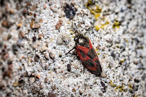 A black and red insect resting on a rough, grey surface, blood cicadas (Cercopidae) Herleshausen,