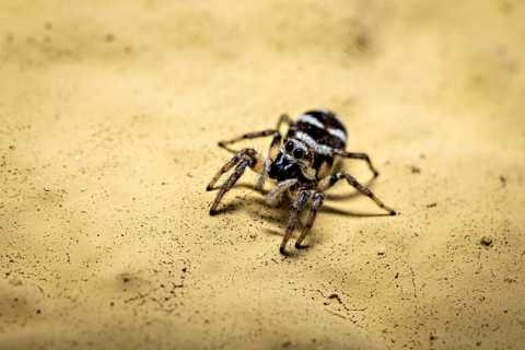Macrophotograph of a spider on a yellow sandy ground, the wall zebra jumping spider (Salticus