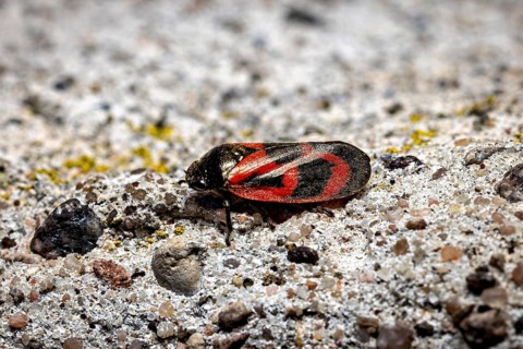Close-up of a black and red insect on a textured grey background, blood cicada (Cercopidae)
