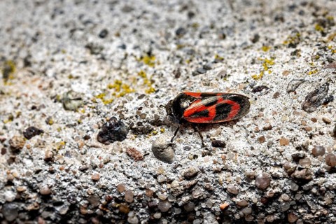 Insect with red pattern captured on grey, stony surface, blood cicadas (Cercopidae) Herleshausen,