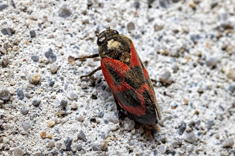 Close-up of an insect with a red and black pattern on a grey concrete background, blood cicadas