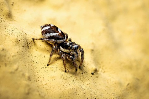 Close-up of a jumping spider on a sandy yellow background, the wall zebra jumping spider (Salticus