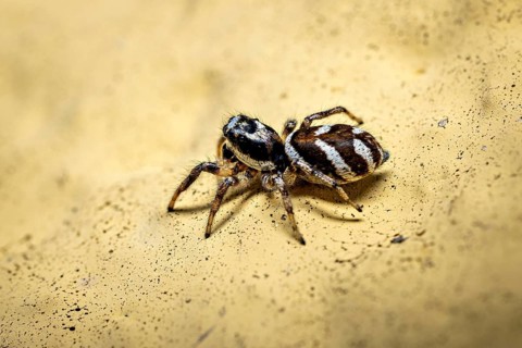Close-up of a jumping spider on a yellow textured surface, the wall zebra jumping spider (Salticus