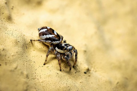 Jumping spider in close-up on a yellow sandy surface, the wall zebra jumping spider (Salticus