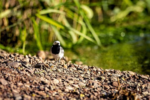 A bird stands in the sun on the stony bank of a body of water with a lush green background, The