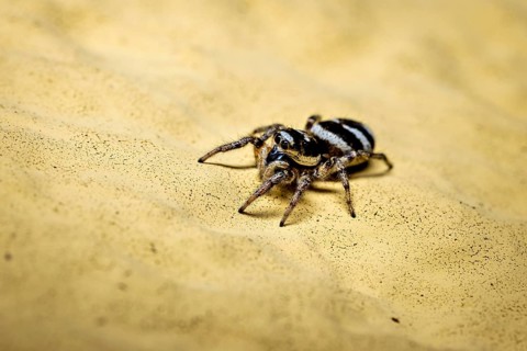 Macrophotograph of a small spider on a textured yellow ground, the wall zebra jumping spider