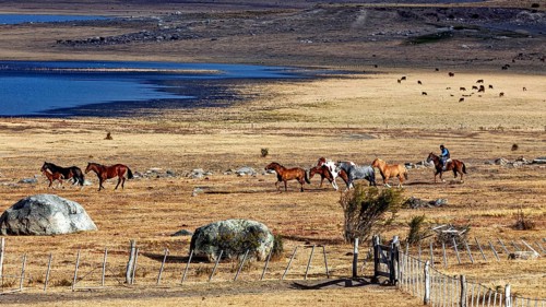 Rider leads group of horses through open steppe landscape by the lake, A gaucho with his horses in