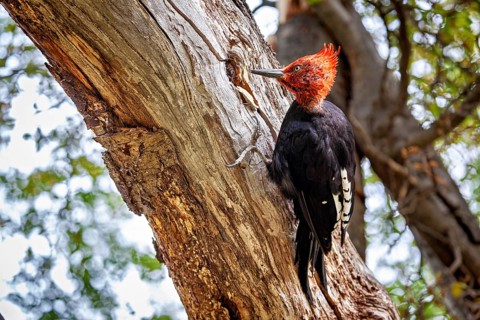 A woodpecker with a distinctive red head clings to a tree trunk in the forest, A Magellanic