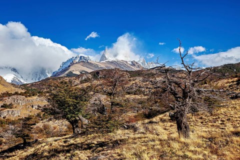 Dry tree in a vast alpine landscape with impressive mountain peaks, The Patagonian landscape near