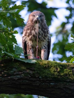Feeding buzzard (buteo buteo), Berlin, Germany